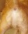 dogassjesus.jpg (    17.6Kb)(316 x 389)